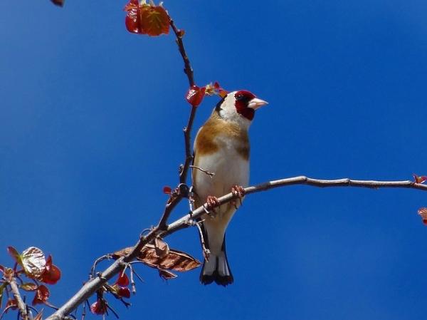 Hvordan skille en mannlig gullfinke fra en hunn - Typer gullfinke