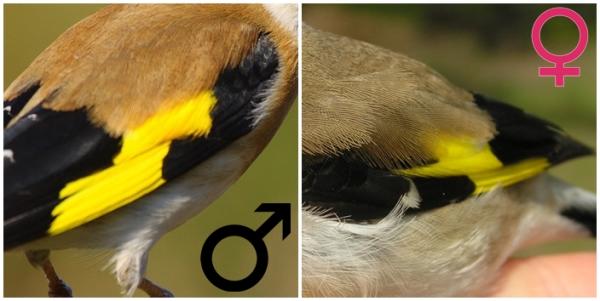Hvordan fortelle en mannlig gullfinke fra en hunn - 2. Vingene