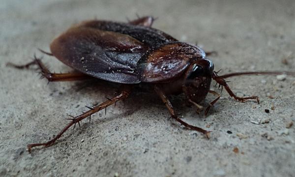 De eldste dyrene i verden - 10. Kakerlakk