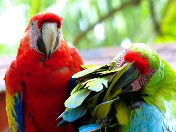 Papegøyen min plukker fjærene - Årsaker og løsninger - Hvorfor plukker papegøyen min fjærene?