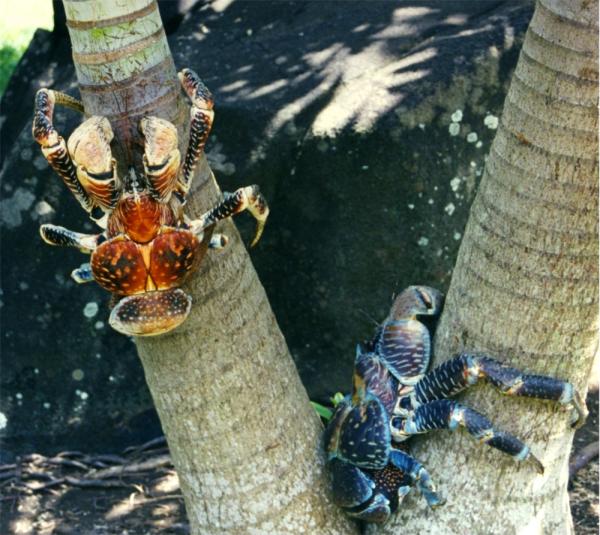 Hvor kokoskrabben lever - Andre habitater av kokosnøttkrabben