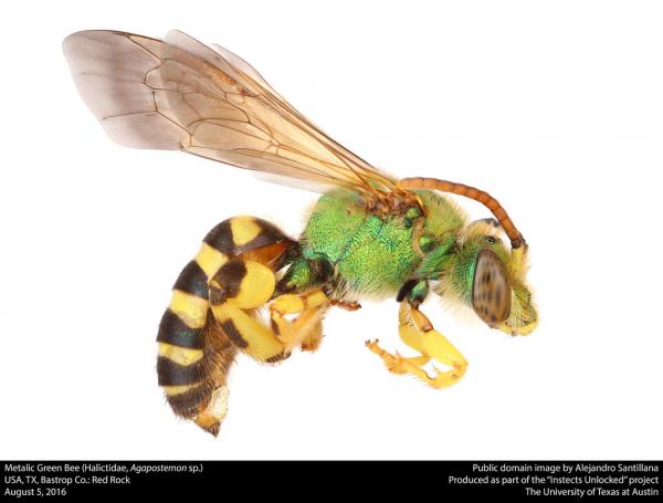 Typer av bier - Typer av bier av familien Halictidae