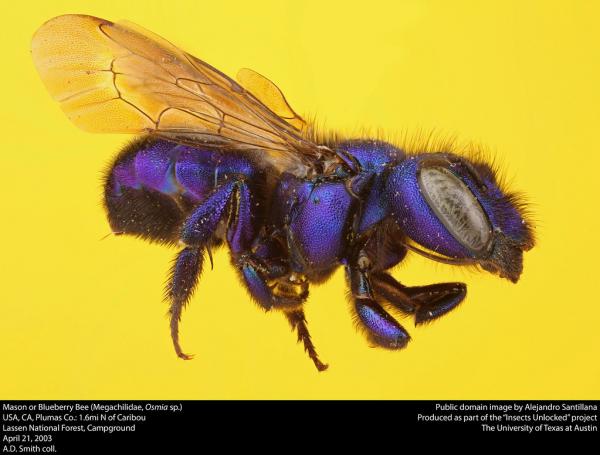 Typer av bier - Typer av bier av familien Megachilidae