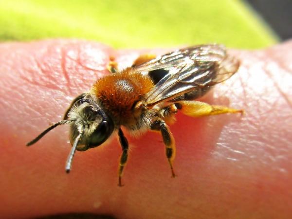 Typer av bier - Typer av bier av familien Andrenidae