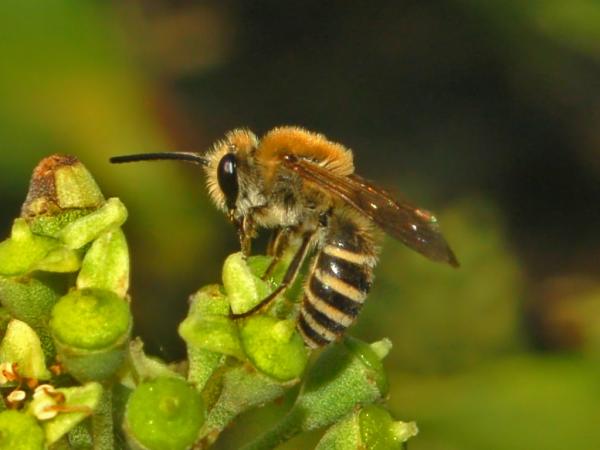 Typer av bier - Typer av bier av familien Colletidae