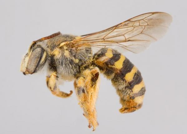 Typer av bier - Typer av bier av familien Melittidae