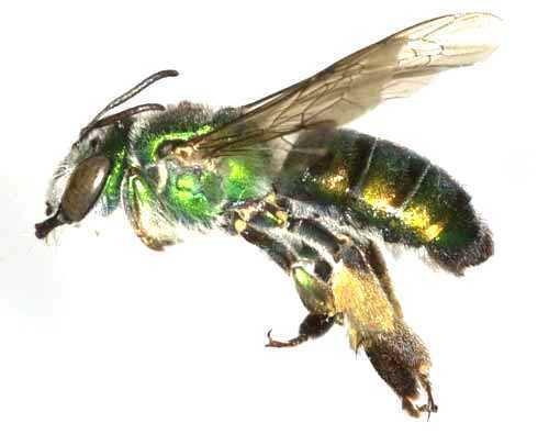 Typer av bier - Typer av bier av familien Stenotritidae