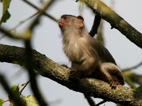 Typer Marmoset Monkey - Black -tailed Marmoset