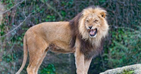 10 dyr som har reddet menneskeliv - 4. De tre løvene