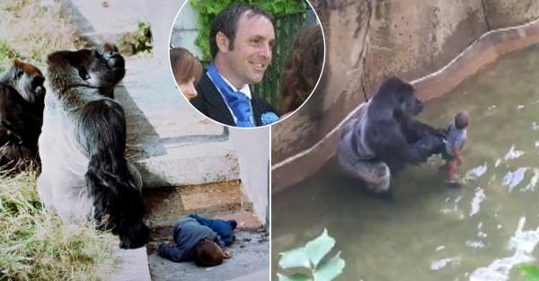 10 dyr som reddet menneskeliv - 2. Jambo, Jersey Zoo Gorilla