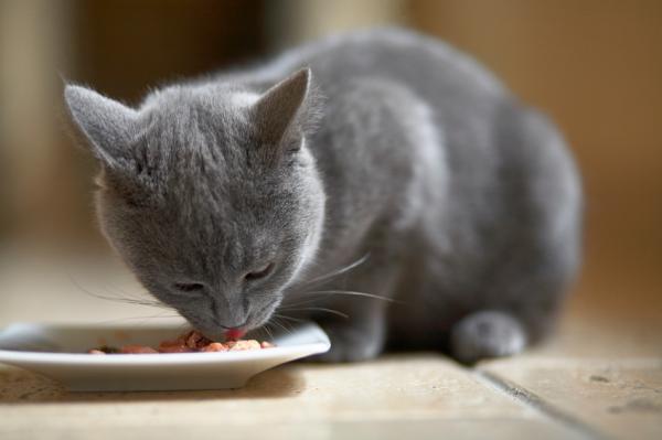 Hvorfor dekker katter maten deres?  - Katten har plutselig begynt å dekke maten sin