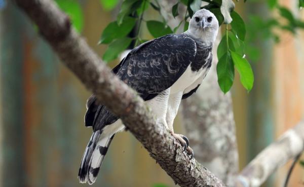 Faunaen i den peruanske jungelen - Harpy Eagle