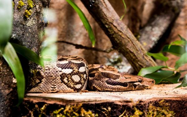 Faunaen i den peruanske jungelen - Anaconda