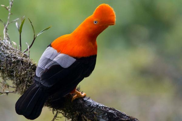 Faunaen i den peruanske jungelen - Tunqui