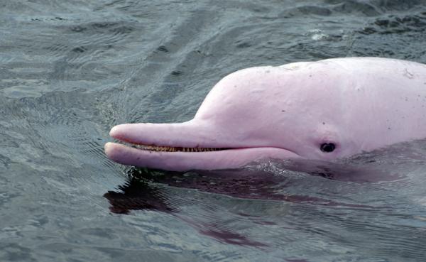 Faunaen i den peruanske jungelen - Rosa delfin