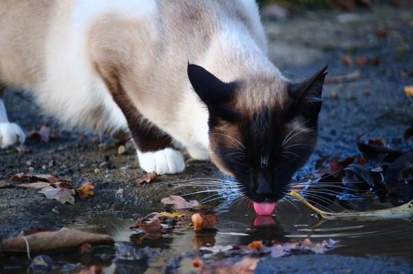 Hvorfor hater katter vann?  - Uvitenheten som forårsaker