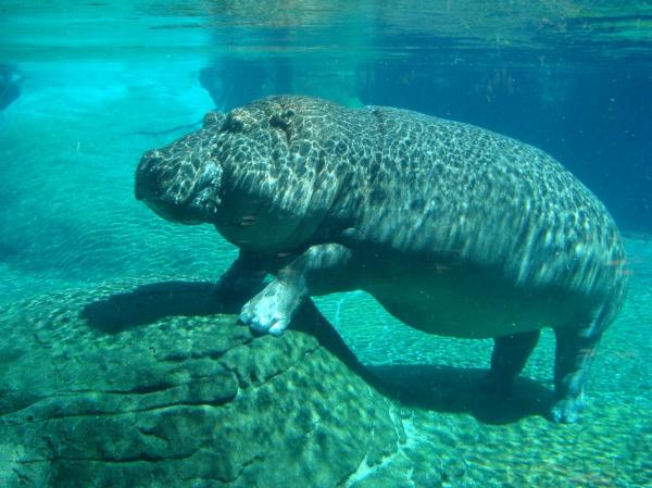 Hvorfor flodhester angriper - Hippos Behavior Curiosities