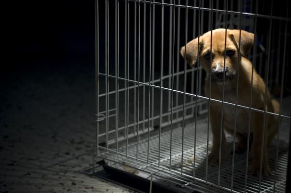Psykologisk profil av en dyremishandler - Egenskaper av mennesker som mishandler dyr