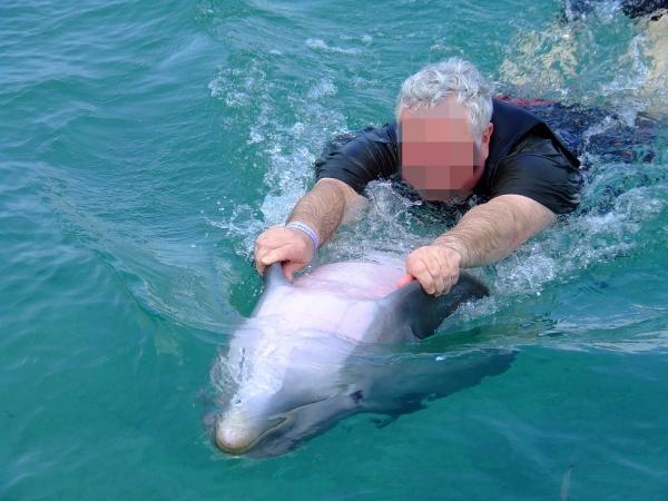 10 kuriositeter om delfiner - 10. Effektene av fangenskap på delfiner