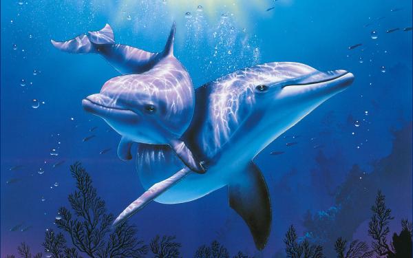 10 kuriositeter om delfiner - 3. Delfiners kommunikasjon