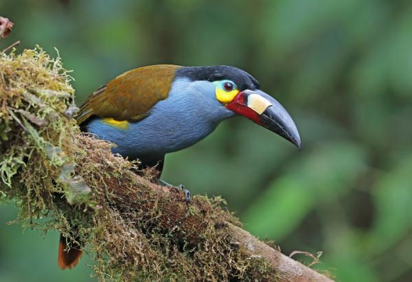 Animals of the Amazon - Liste med navn og bilder - 3. Tukaner (familien Ramphastidae)
