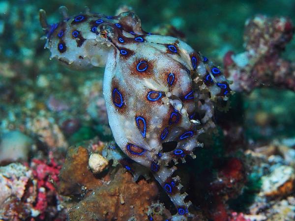 Blå dyr - 7. Blåringet blekksprut