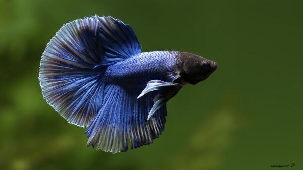 Blå dyr - 15. Betta Fish