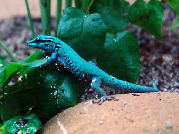 Blå dyr - 3. Tanzaniansk elektrisk blå gekko