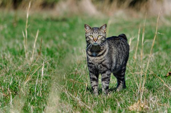 Topp 10 mest populære katteraser i verden - 9. Manx or Manx: The Adorable Tailless Cat