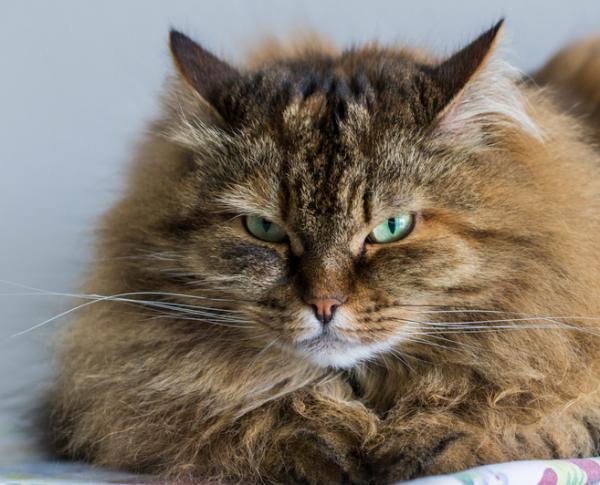 De 10 mest populære katterasene i verden - 6. Siberian: det villeste og mest fengslende utseendet