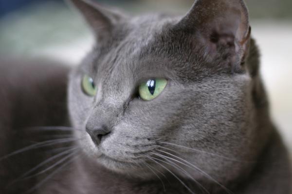 De 10 mest populære katterasene i verden - 3. Russisk blå katt: ren eleganse