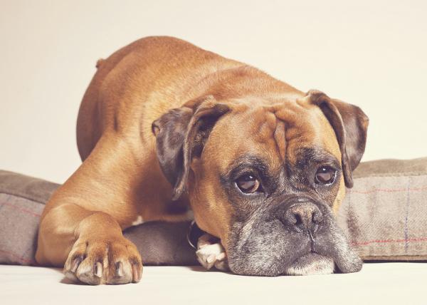 Er bokseren en farlig hund?  – Historien om boksershorts hjelper oss å bli kjent med deg