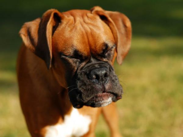 Hunden min nyser mye - årsaker og behandlinger - hvorfor nyser hunden min mye?  - Årsaker
