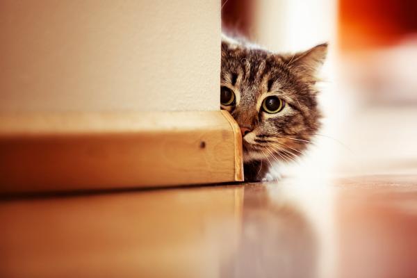 10 rare ting katter gjør - 9. De kjemper med føttene dine
