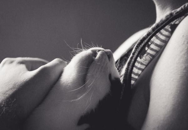 10 rare ting katter gjør - 7. Favorittstedet deres: brystet ditt 