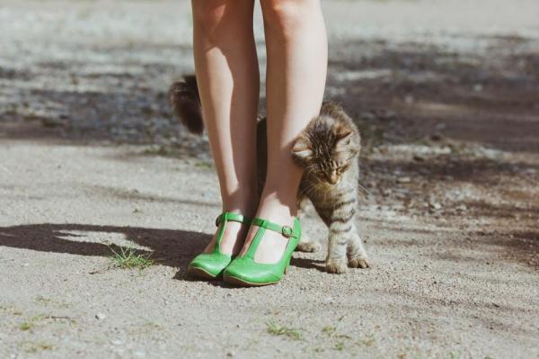 10 rare ting katter gjør - 1. De gnir hodet med deg