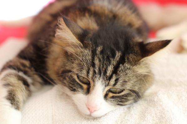 Hvor lenge lever en katt med katteleukemi?  - Sannheter og myter om katteleukemi