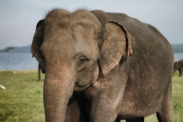 Har alle elefanter støttenner?  – Finnes det elefanter uten støttenner?