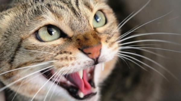 Hvordan skremme bort herreløse katter?  - Triks for å skremme bort løskatter som du IKKE bør bruke