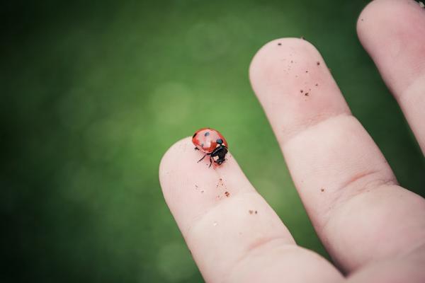 Typer marihøner - Curiosities of ladybugs 