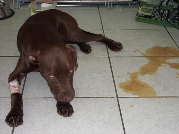 Hunden min urinerer mye, hvorfor?  – Hunden min urinerer mye og med blod