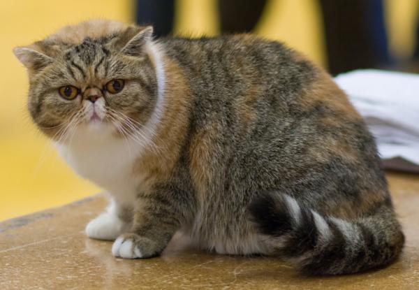 De 10 sjeldneste kattene i verden - Eksotisk korthår