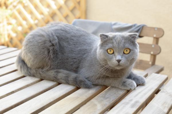 De 10 sjeldneste kattene i verden - skotsk fold