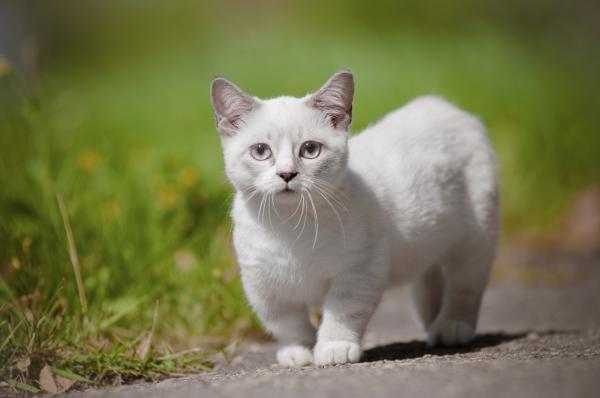 De 10 rareste kattene i verden - Munchkin