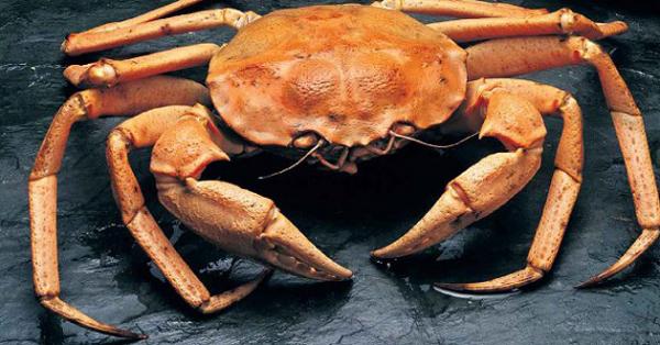 Crabs of the Bering Sea - Gullkrabbe