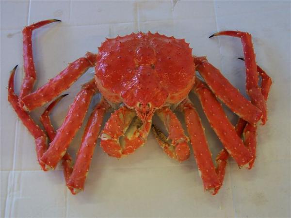 Bering Sea Crabs - Rød kongekrabbe
