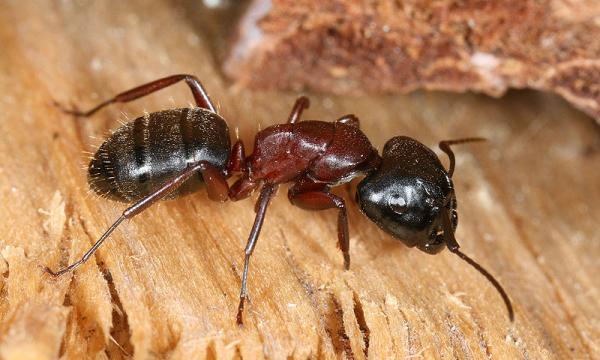Typer maur - Kjennetegn og fotografier - 5. Snekker maur
