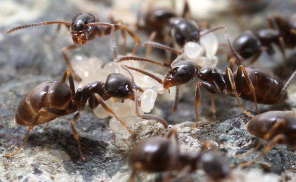 Typer maur - Kjennetegn og fotografier - 8. Luktende husmaur