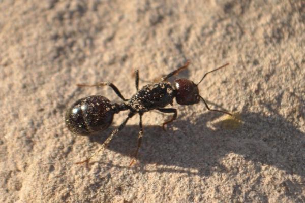 Typer maur - Kjennetegn og fotografier - 10. Kornmagasinmaur
