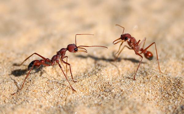Typer maur - Kjennetegn og bilder - 2. Bulldog maur